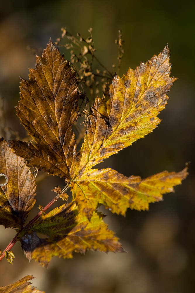 Herbstblatt