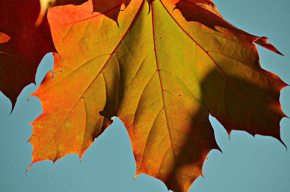 Herbstblatt...