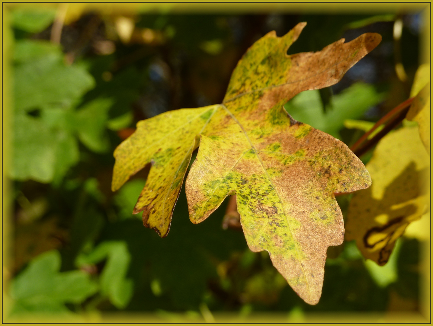 HERBSTBLATT