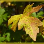 HERBSTBLATT