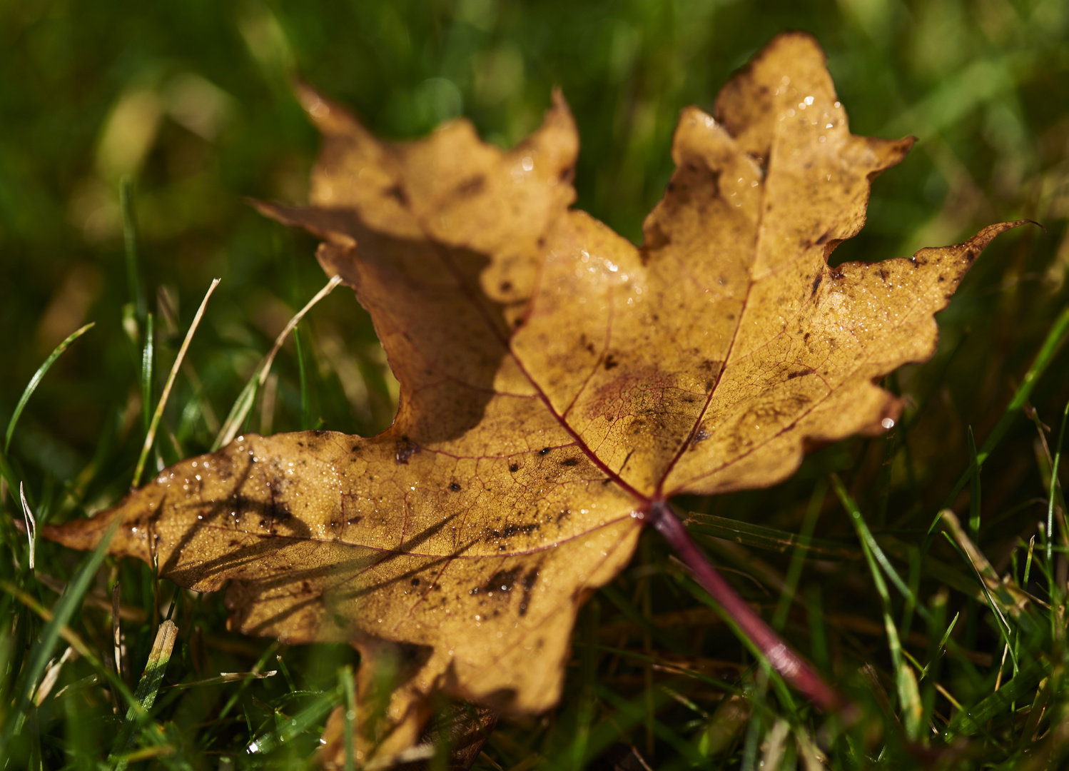 Herbstblatt