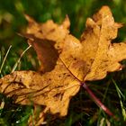 Herbstblatt