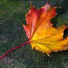 Herbstblatt