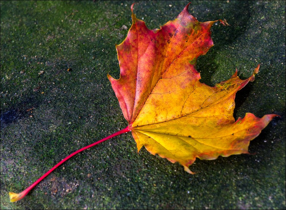 Herbstblatt