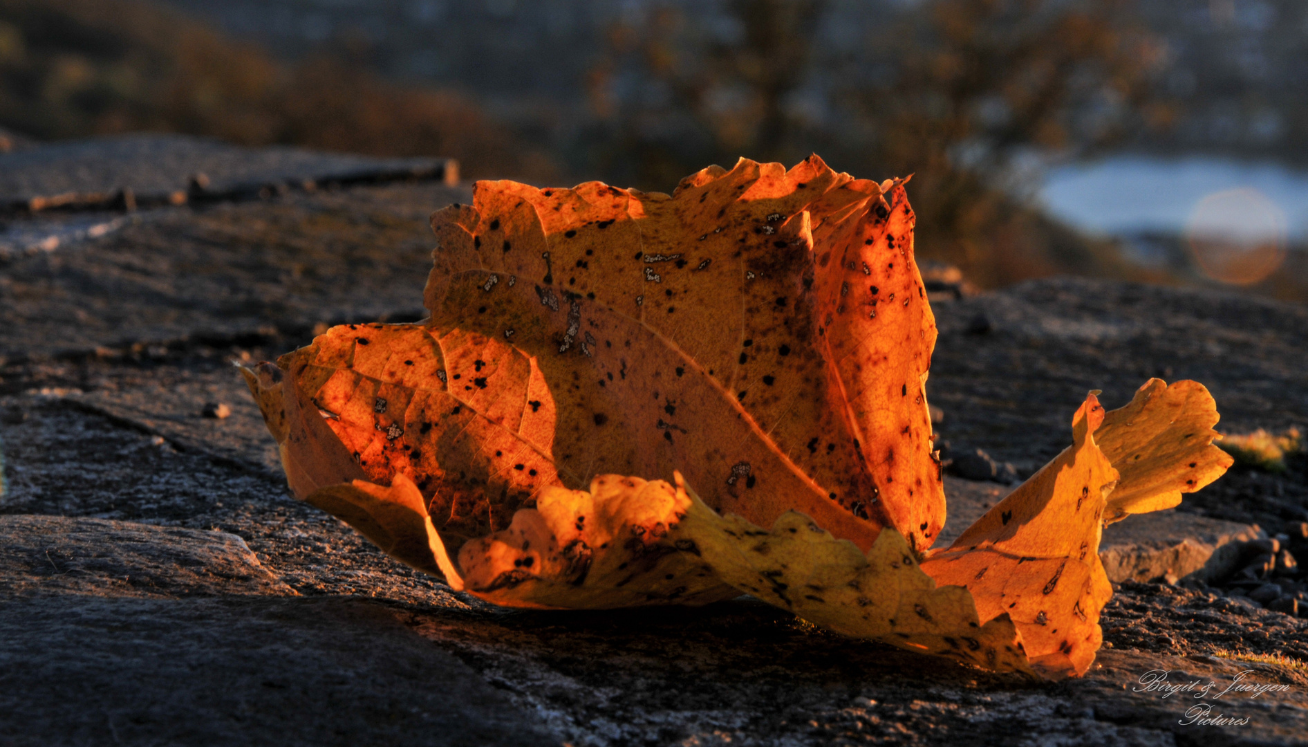 Herbstblatt