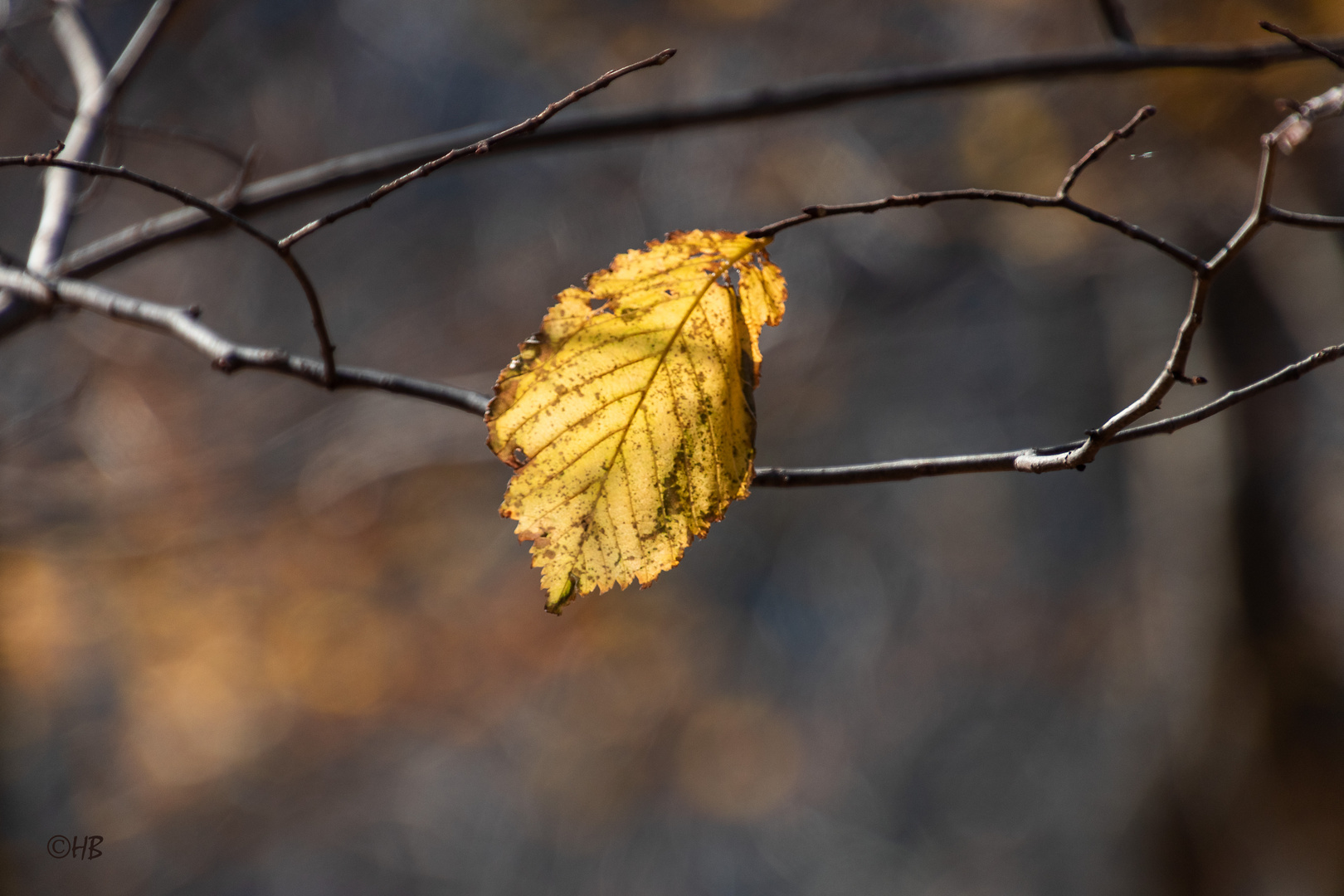 Herbstblatt