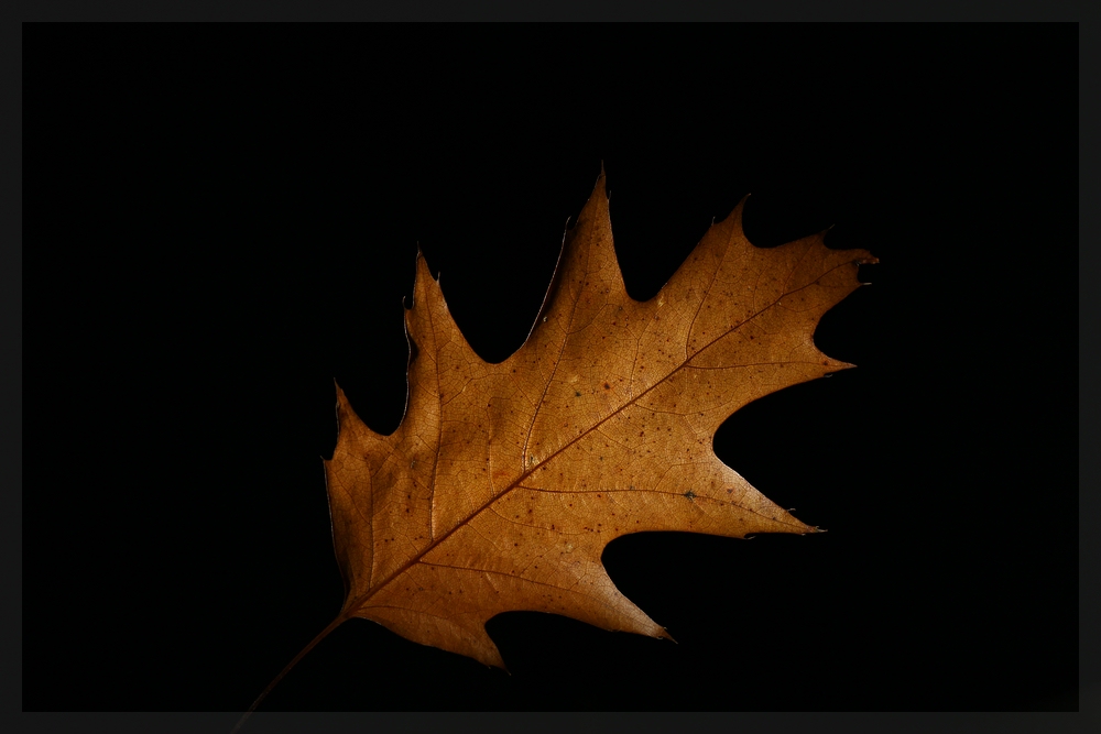 Herbstblatt