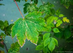 Herbstblatt