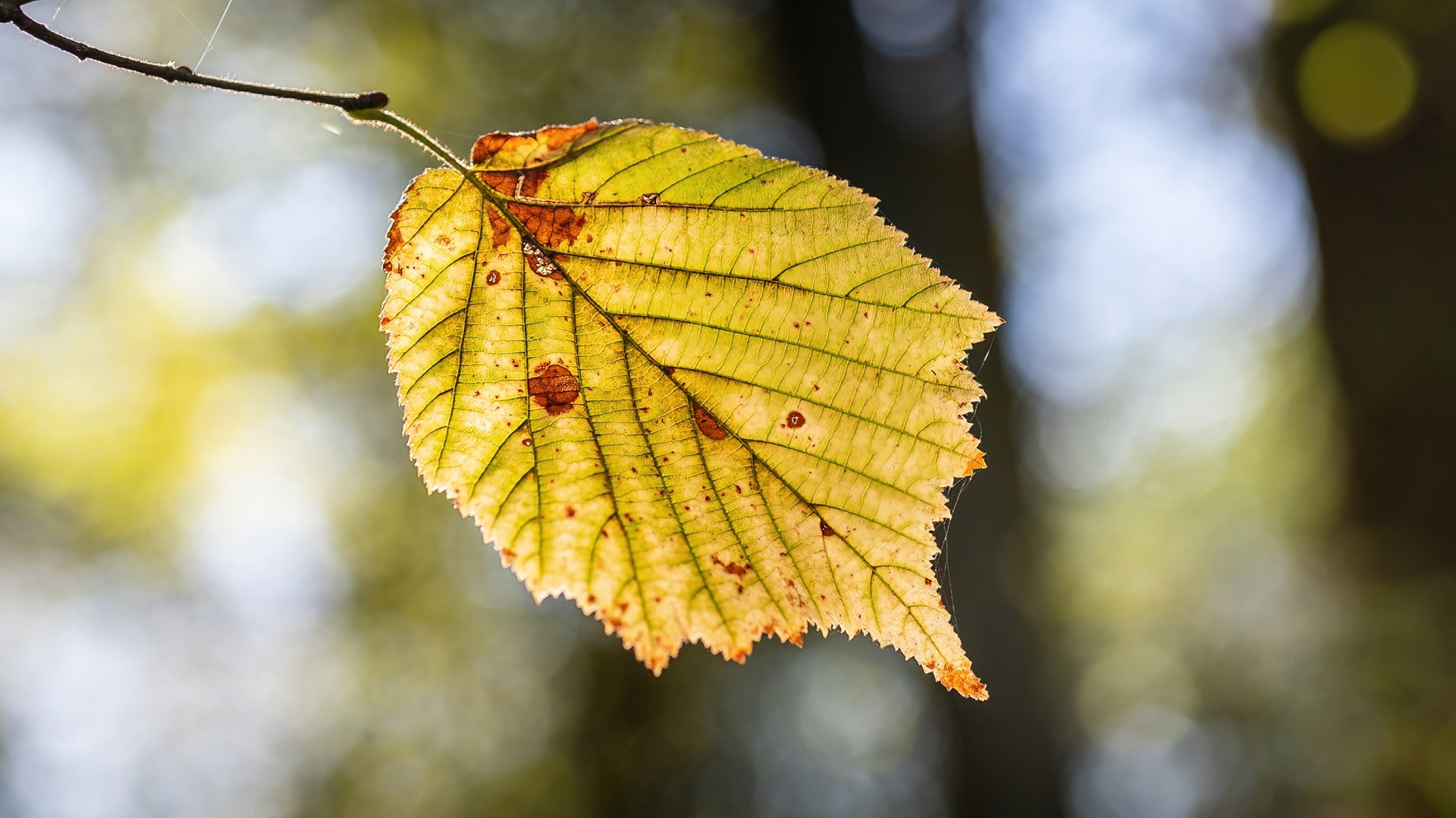 Herbstblatt