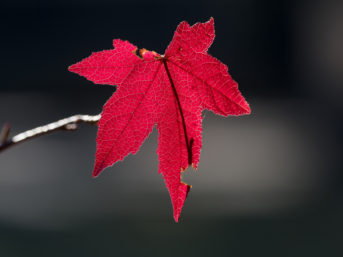 Herbstblatt