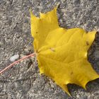 Herbstblatt