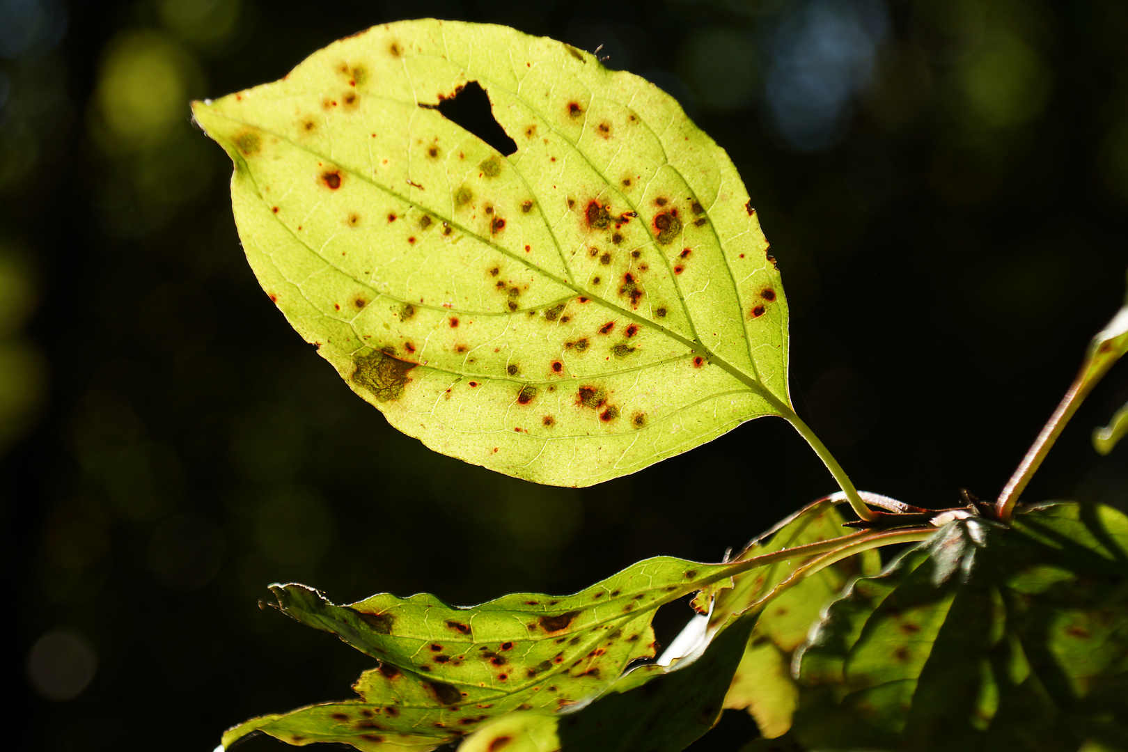 Herbstblatt