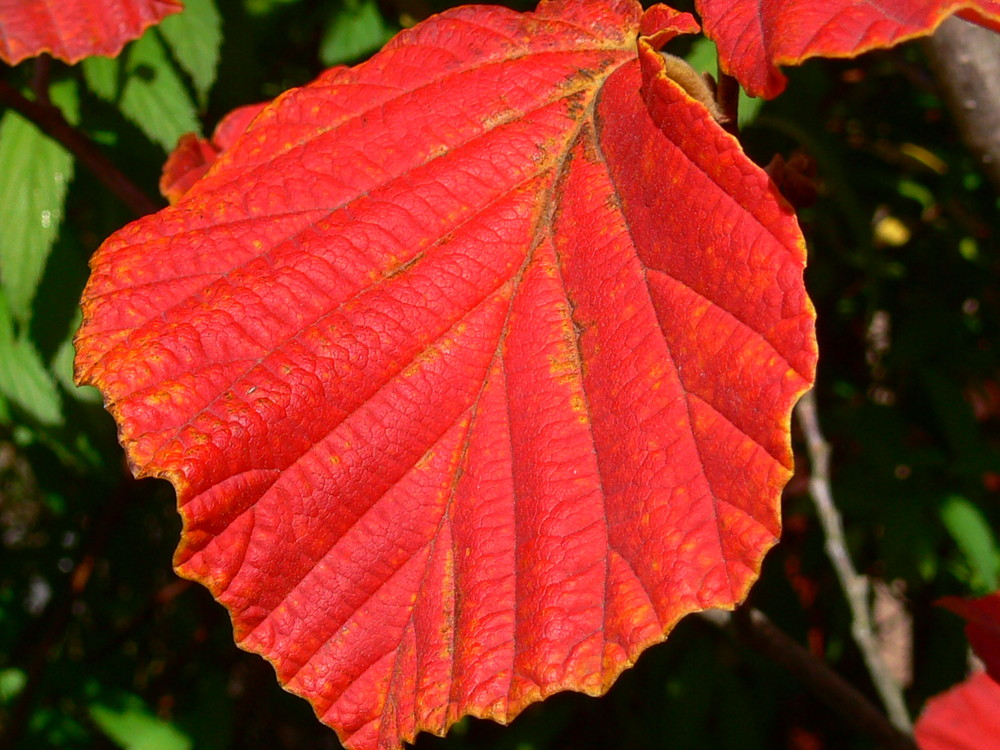 Herbstblatt