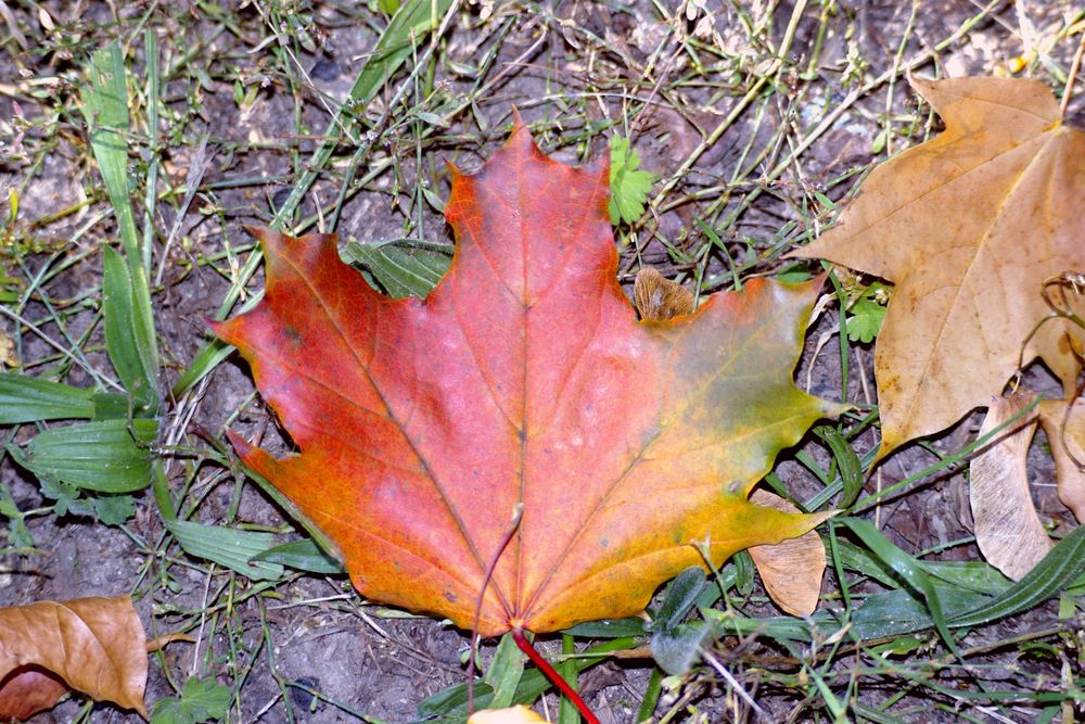 Herbstblatt von ANDY 23 