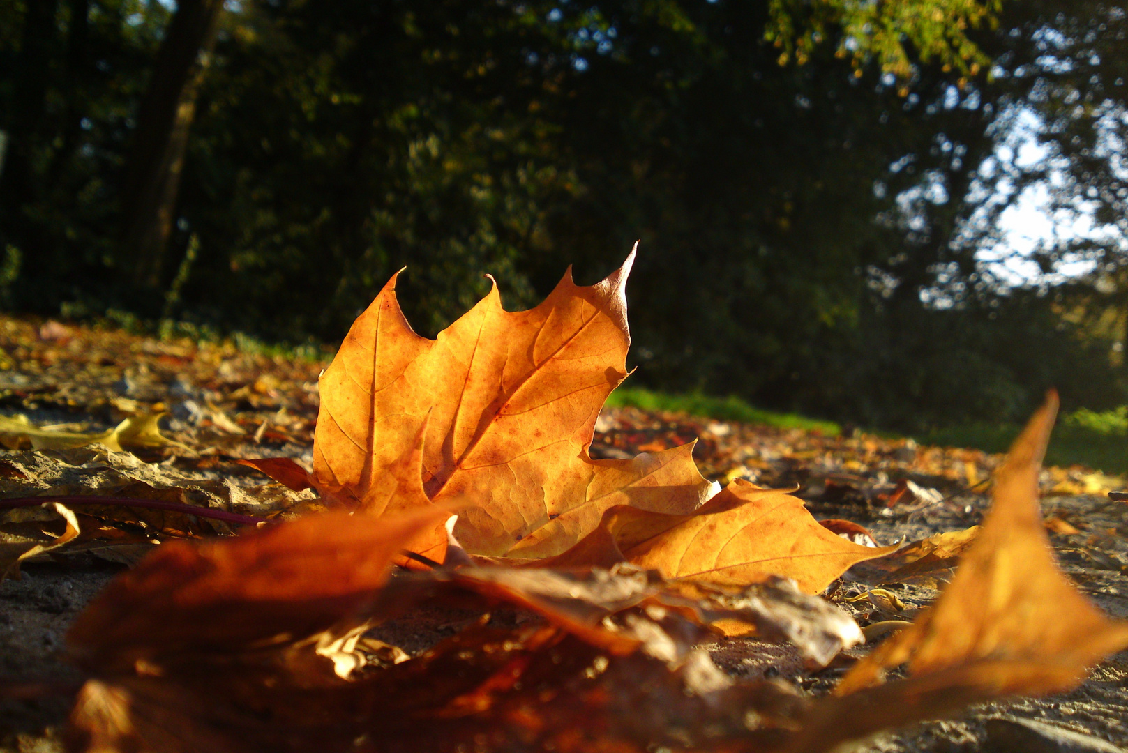 Herbstblatt