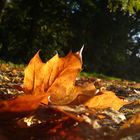 Herbstblatt