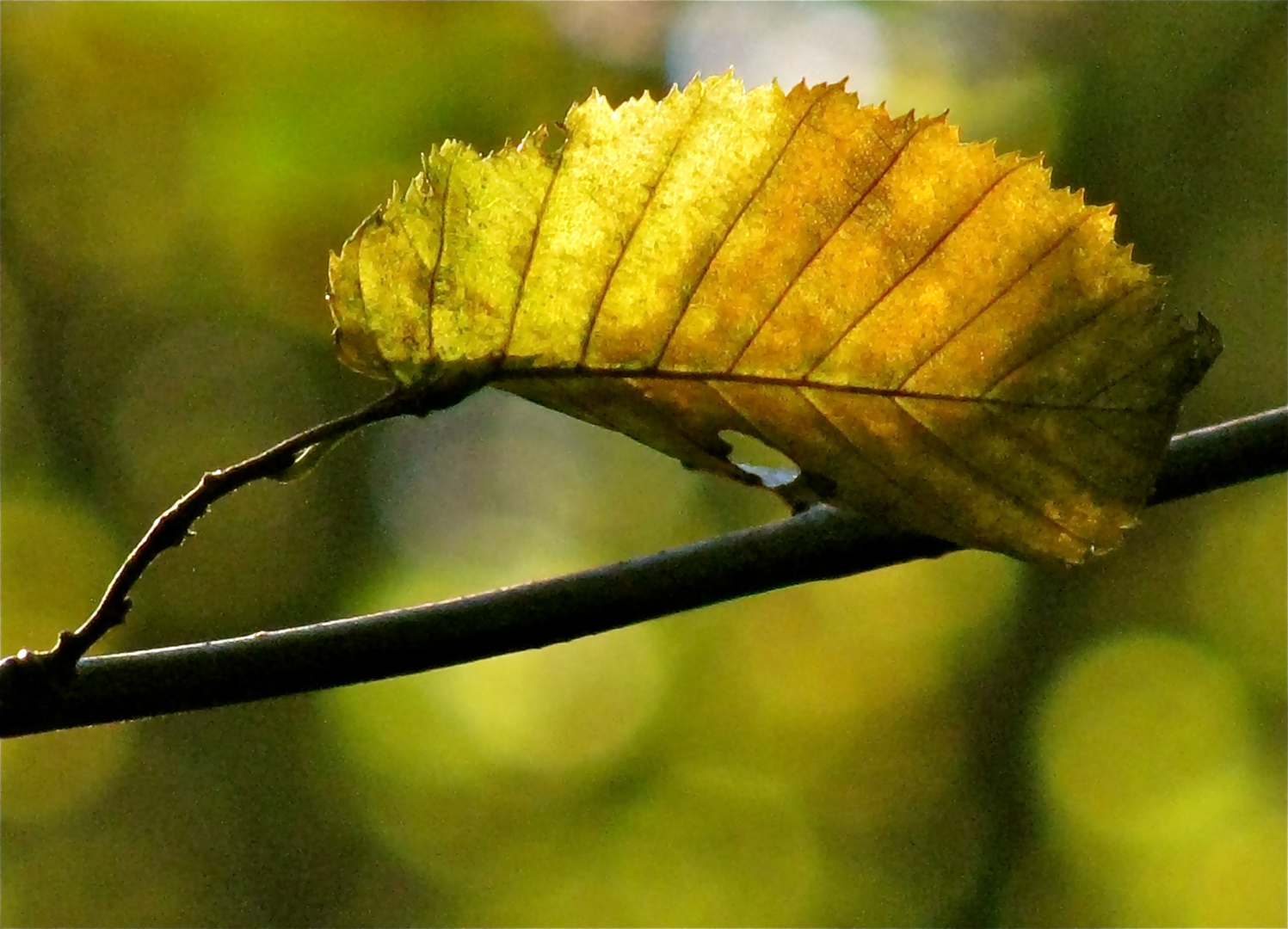 ...Herbstblatt !!!...