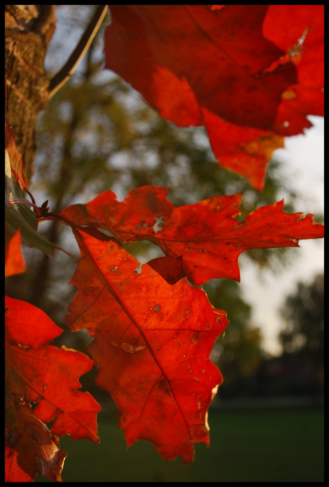 Herbstblatt