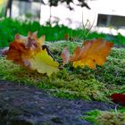 Herbstblatt