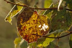 Herbstblatt am Baum