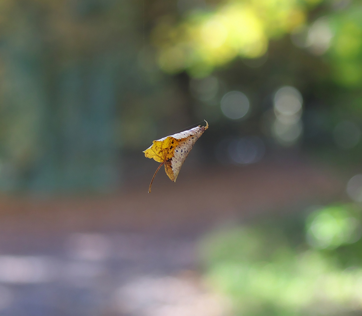 Herbstblatt am seidenen Faden (Spinnenfaden)