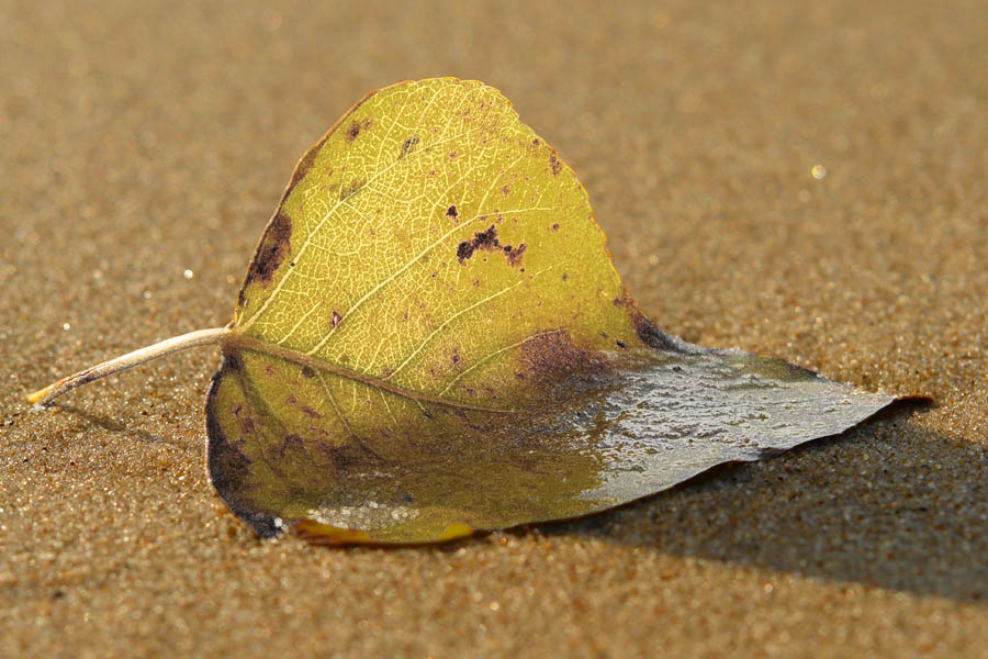 Herbstblatt am Strand