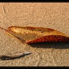 Herbstblatt am Strand