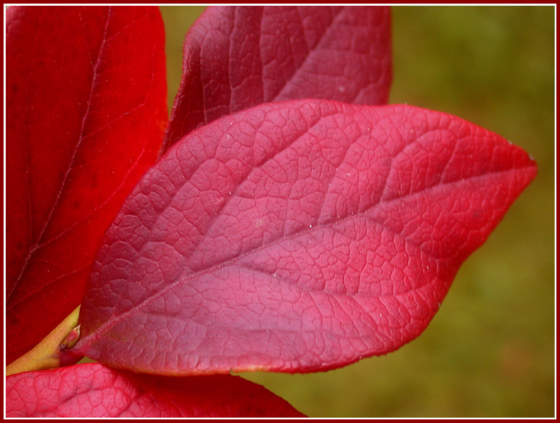 Herbstblatt am Wiesenrand