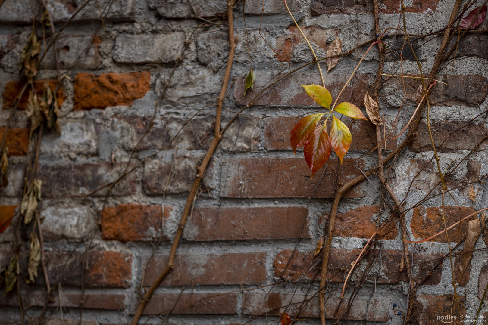 Herbstblatt an der Mauer