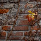 Herbstblatt an der Mauer