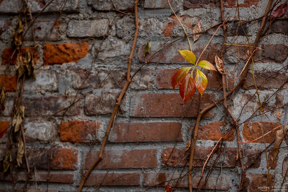 Herbstblatt an der Mauer