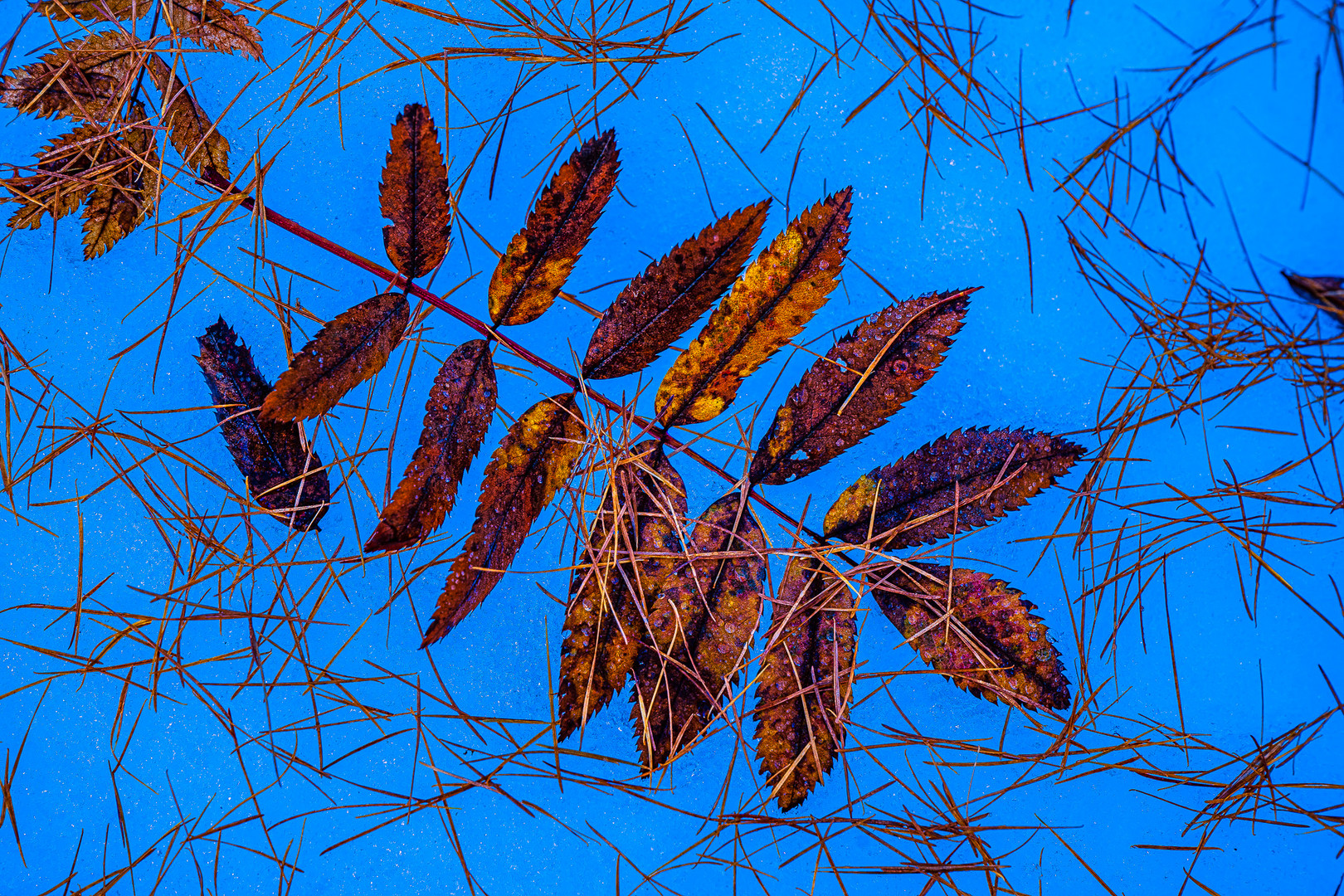 Herbstblatt auf dem ersten Schnee