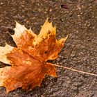 Herbstblatt auf dem Rundweg in der Aprather Mühle.