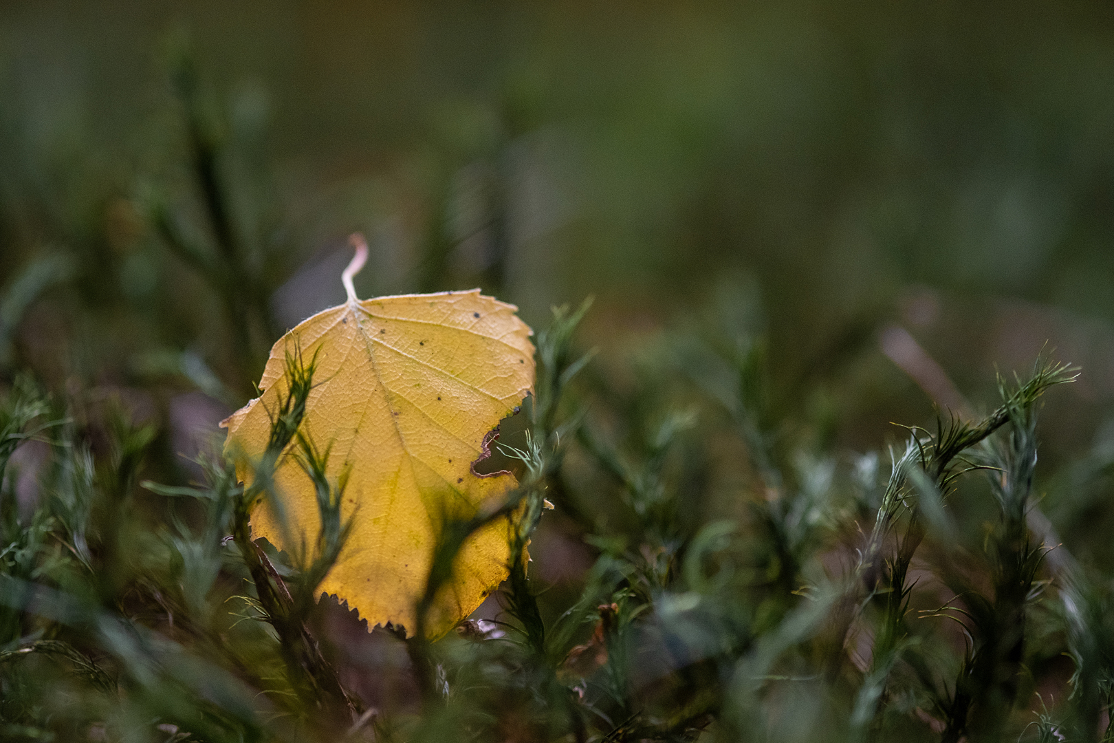 Herbstblatt auf dem Waldboden