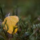 Herbstblatt auf dem Waldboden