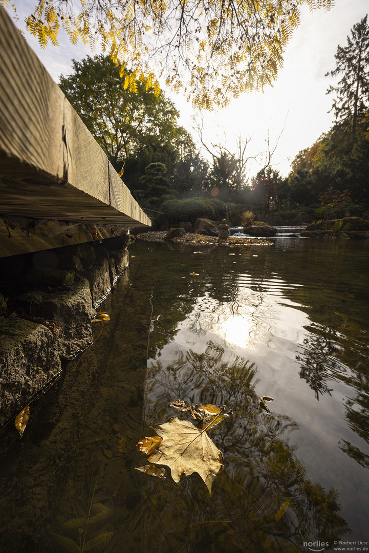 Herbstblatt auf dem Wasser