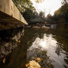 Herbstblatt auf dem Wasser