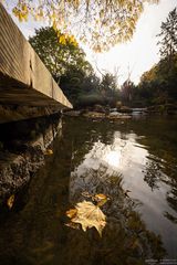 Herbstblatt auf dem Wasser