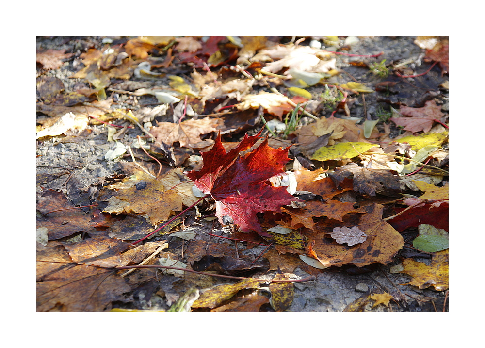 Herbstblatt auf dem Weg