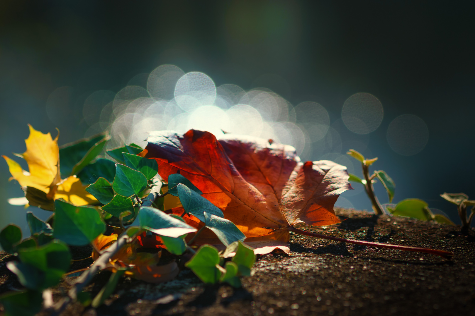 Herbstblatt auf einer Steinbrücke