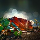 Herbstblatt auf einer Steinbrücke