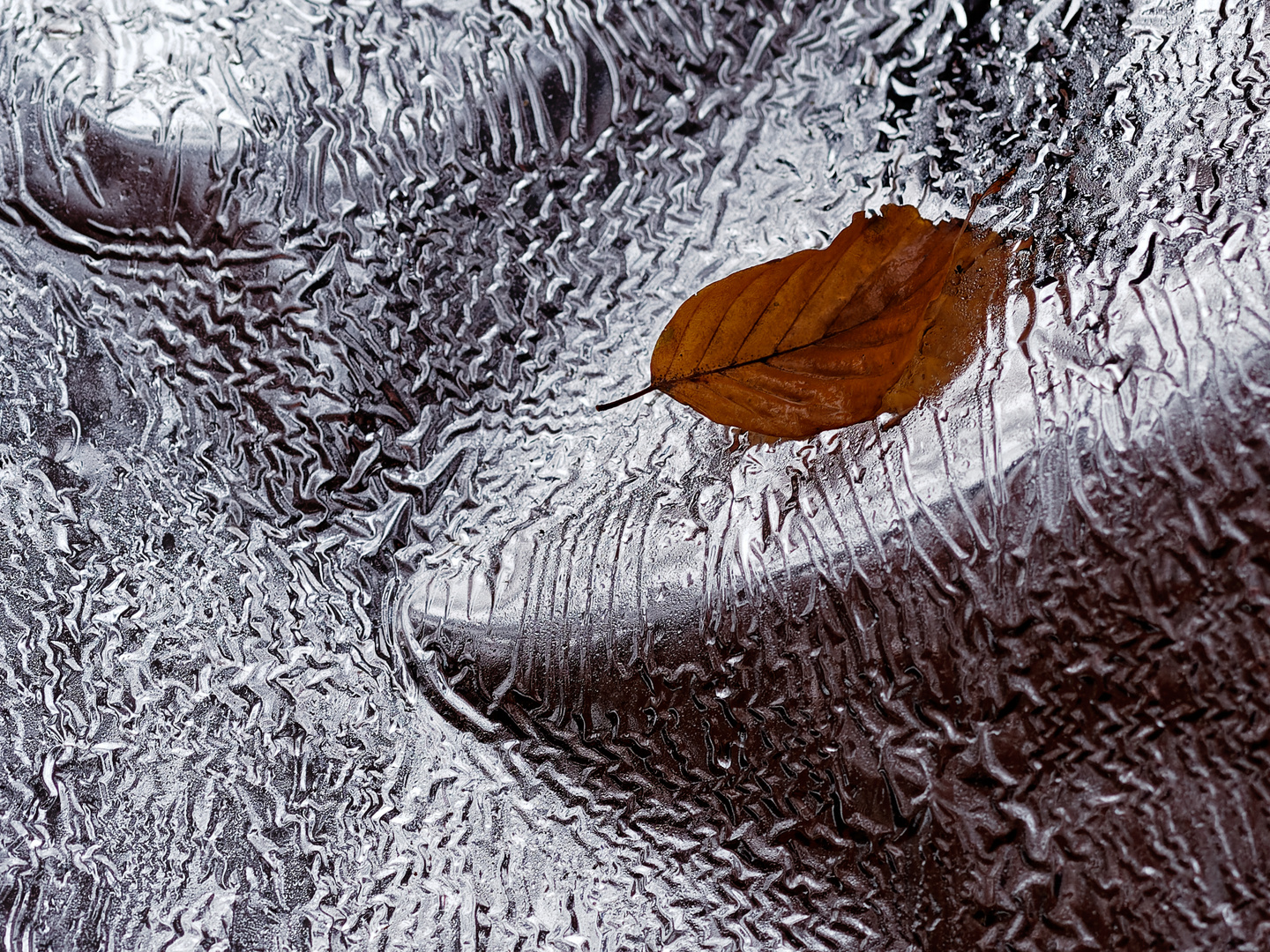 Herbstblatt auf Folie