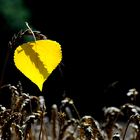 Herbstblatt auf Kornfeld