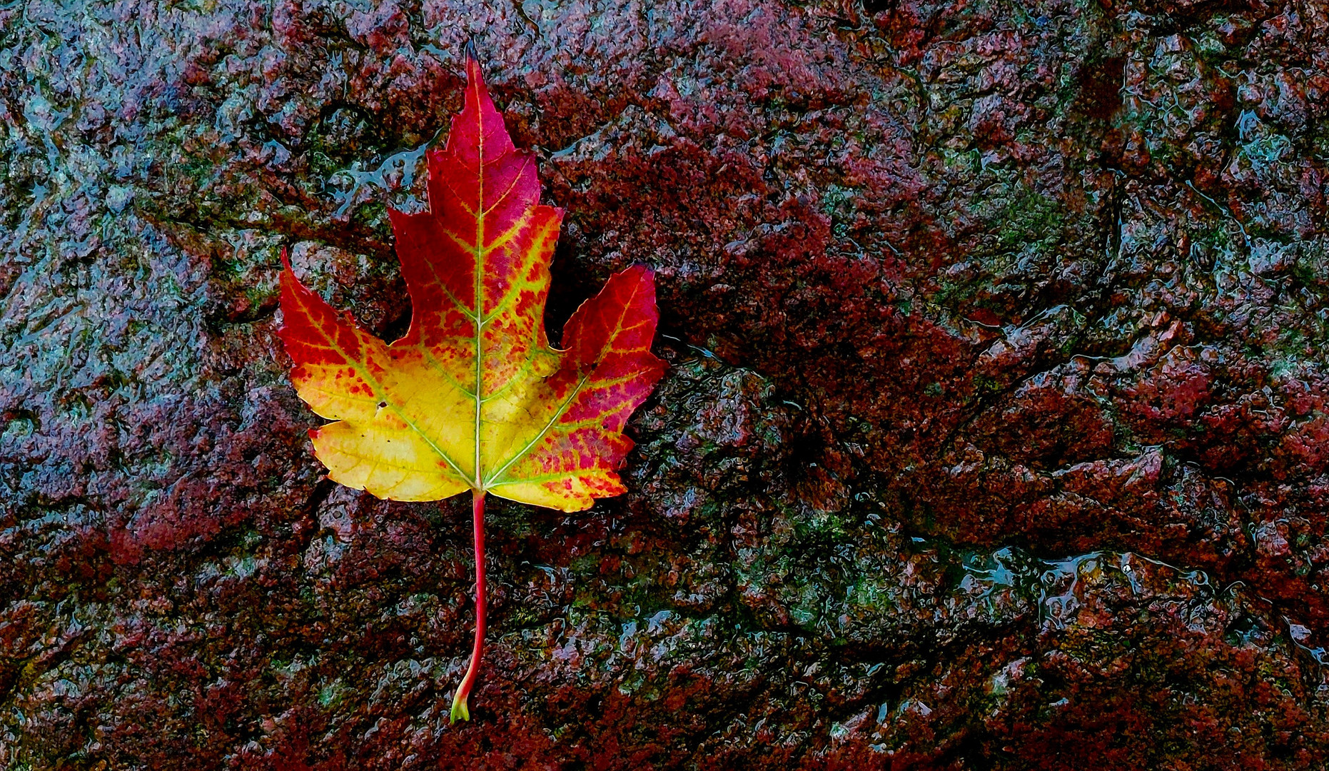 Herbstblatt auf nassem Stein