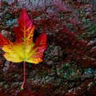 Herbstblatt auf nassem Stein
