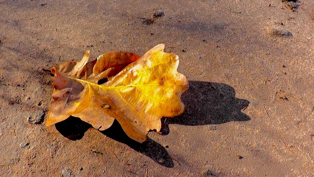 Herbstblatt auf Sandweg