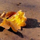 Herbstblatt auf Sandweg