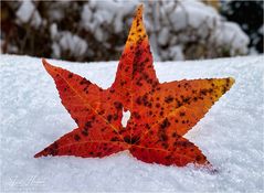 Herbstblatt auf Schnee ...