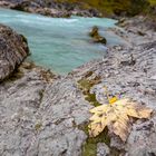 Herbstblatt auf Stein