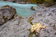 Herbstblatt auf Stein